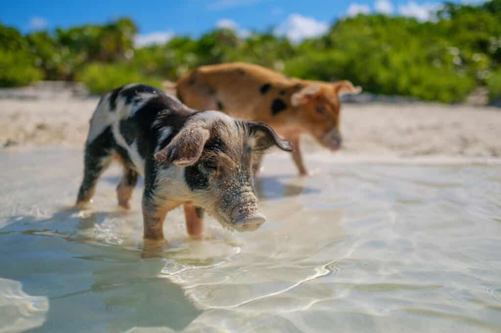 Die schwimmenden Schweine auf Big Majors Cay (Great Exuma) auf den Bahamas