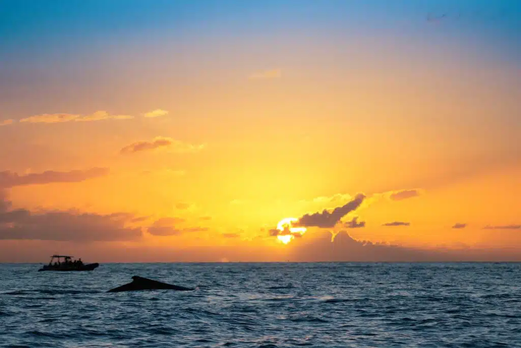 Whale watching during a beautiful sunset