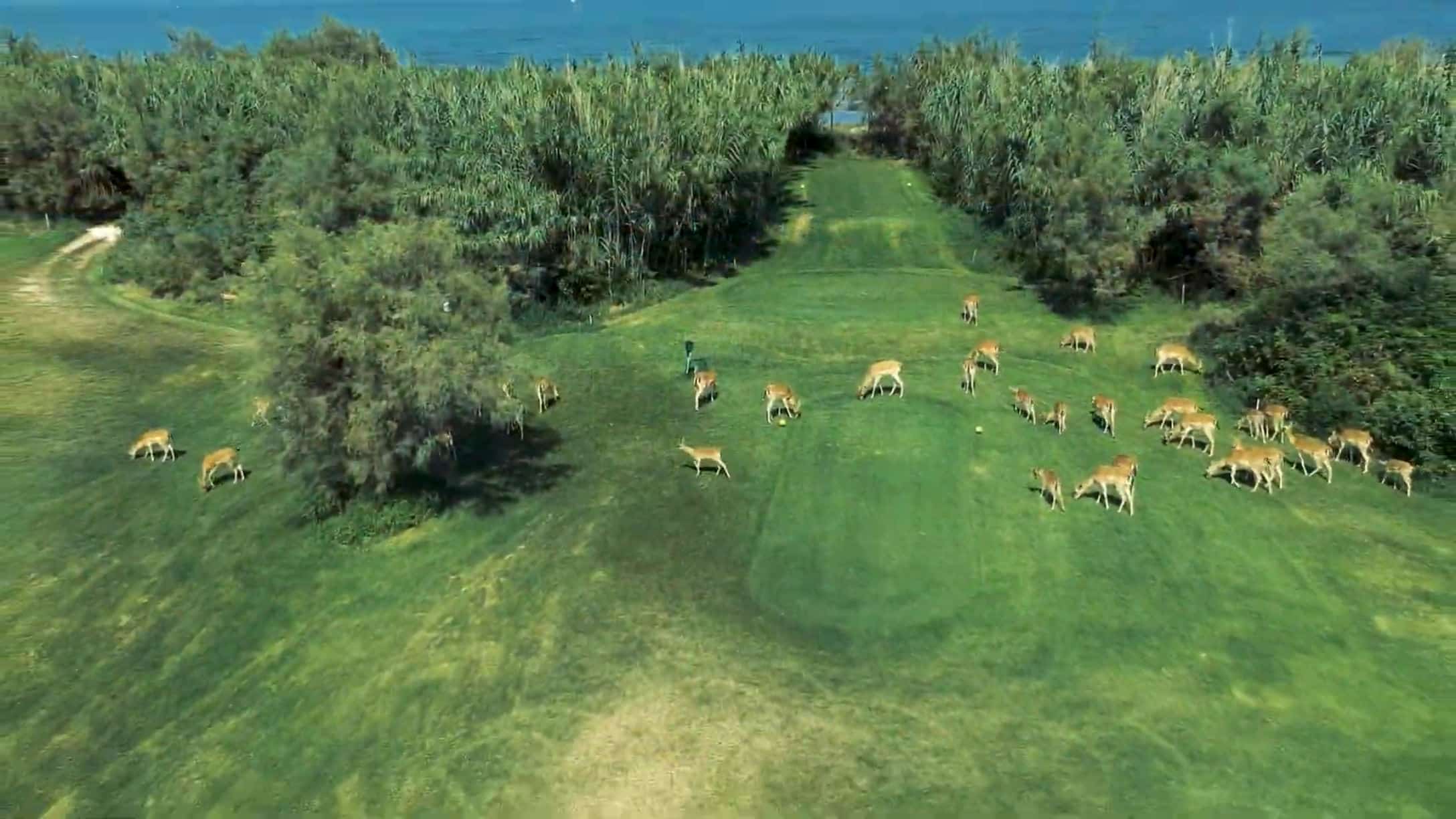 Albarella Golf Links - Golfurlaub in der Lagune von Venedig Albarella Golf Links Venedig Italien 040 Golfreisen