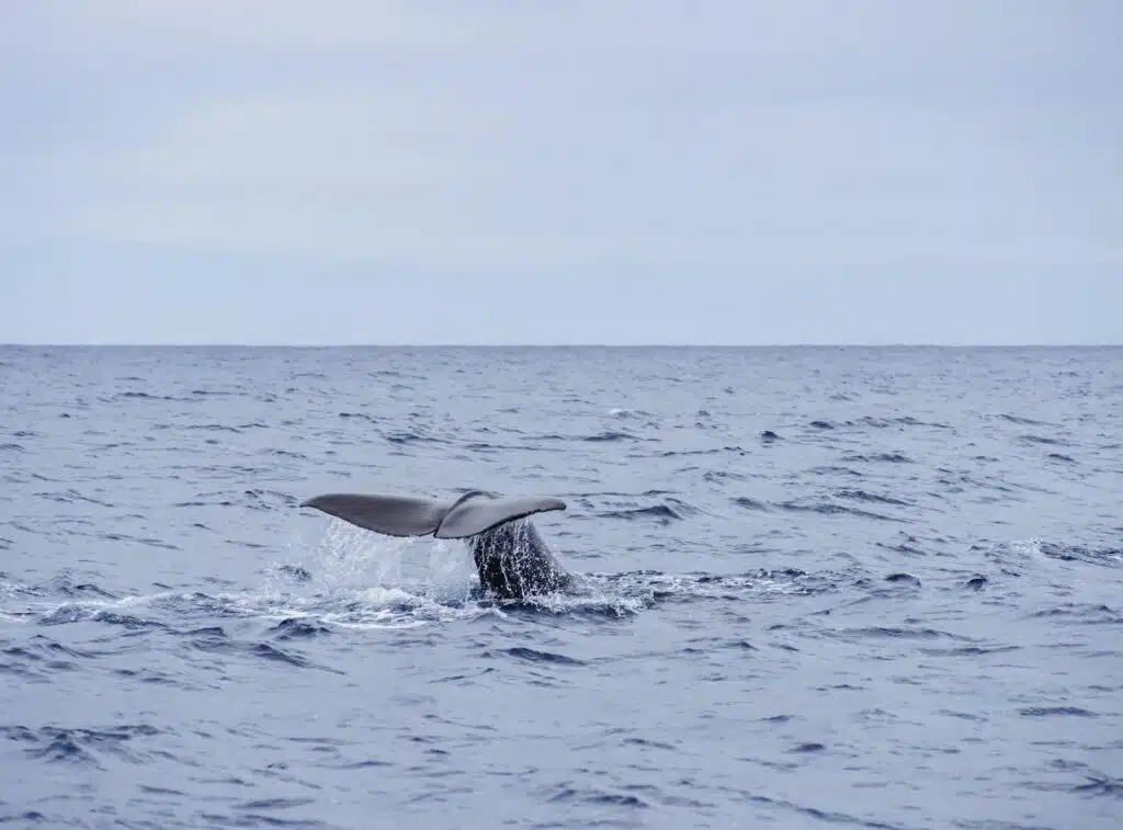Whale watching vor der Küste der Azoren Insel Pico