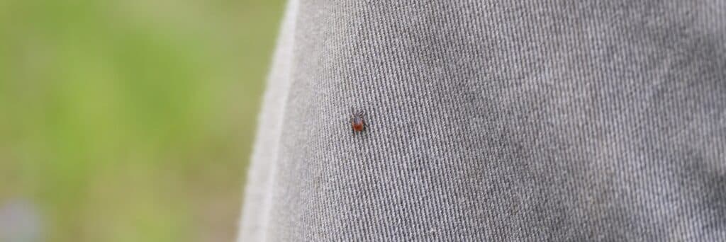 Zeckenschutz für Golfer deutschland 3 the taiga tick is a blood - sucking parasite. the imago of a tick crawls on a person's clothes