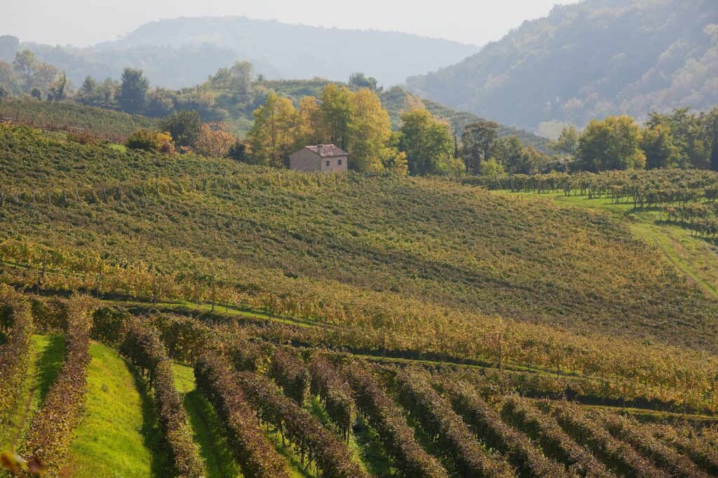 Landschaft und Prosecco-Weinberge, in der Nähe des Dorfes Rolle im Bezirk Treviso, Venetien, Italien