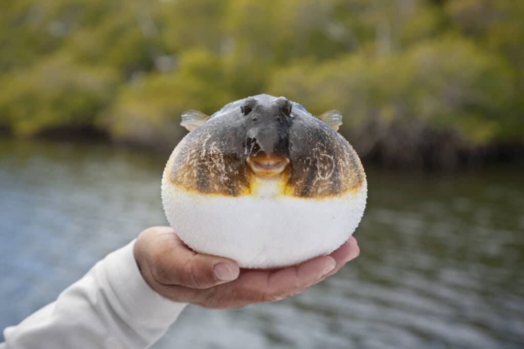 Ein Angelführer hält einen aufgeblasenen Kugelfisch hoch, der an der Golfküste von Florida gefangen wurde