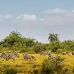 Verlängerung Golfrundreise Südafrika 10.03.2026