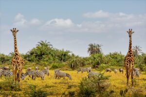 Golfreise Anfrage exklusive Golfreisen 13 African Safari Animals in Amboseli National Park