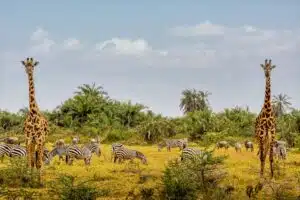 African Safari Animals in Amboseli National Park