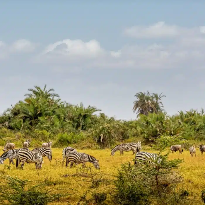 African Safari Animals in Amboseli National Park