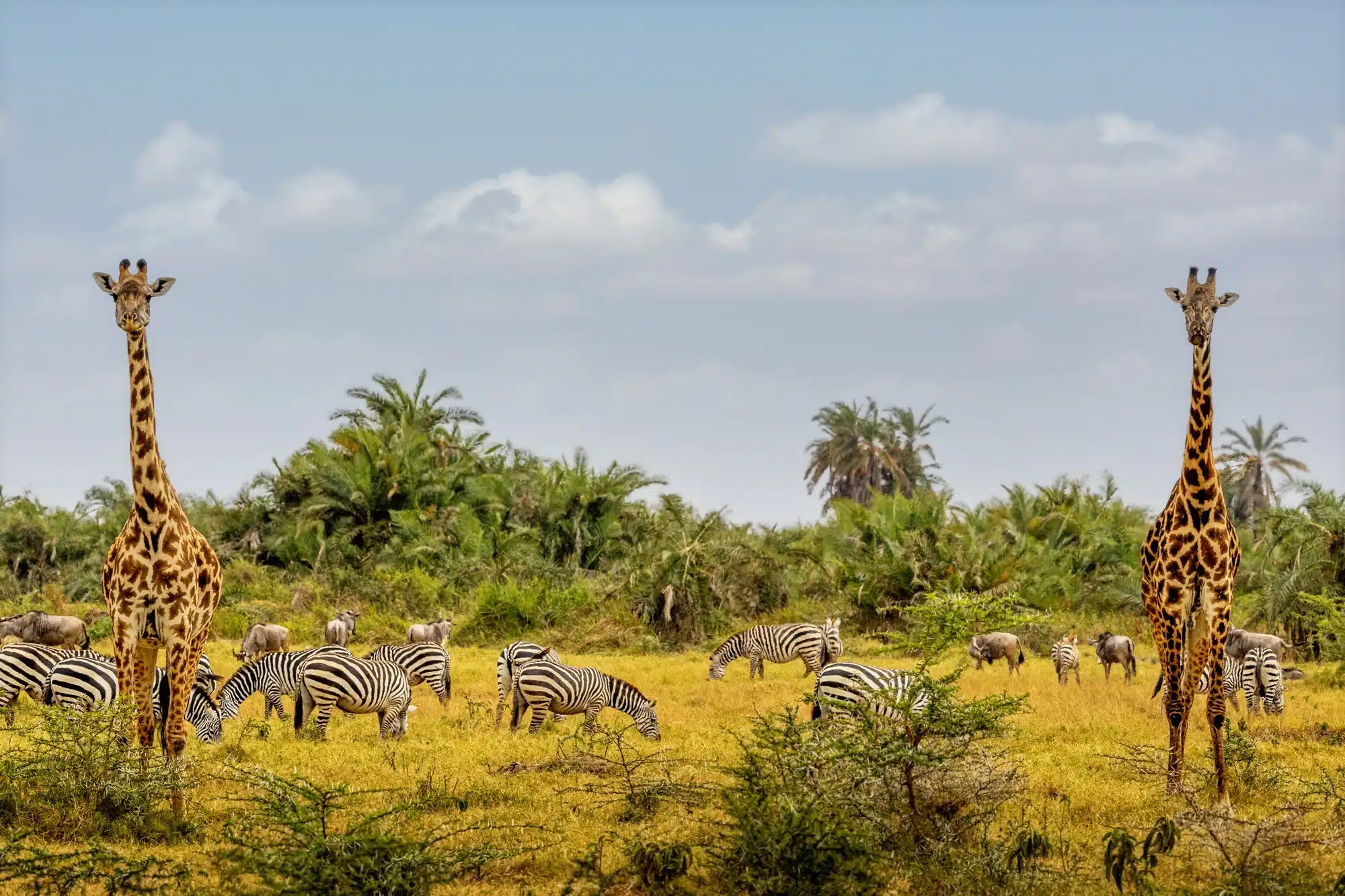 Verlängerung Golfrundreise Südafrika 10.03.2026