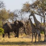Verlängerung Golfsafari Südafrika 24.09.27