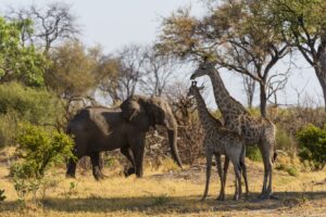 Golfreise Anfrage a gentle encounter in the wild giraffe meets eleph 2026 01 09 09 16 13 utc Golfreisen